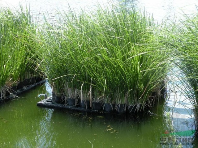香根草的濕地凈化.保護濕地、治理污水