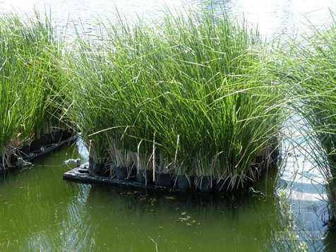 香根草的濕地凈化、治理污水
