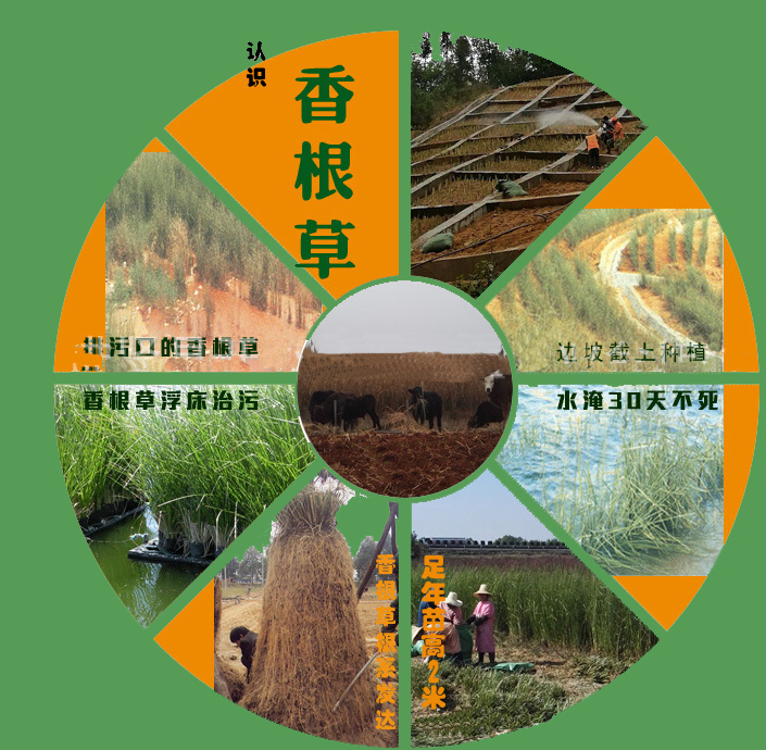 香根草生物生態(tài)水處理技術(shù)(圖1)