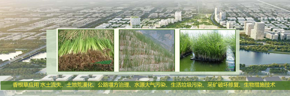 打造特色的彩化苗、牧草等種苗與產(chǎn)業(yè)化基地示范(圖1)