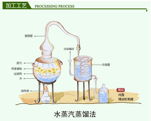 香根草一香精香料提取應(yīng)用(圖2)